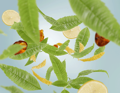 frisch  Zitronen-Verbene Lampe Berger - Maison Berger offizieller Onlineshop DE - AT